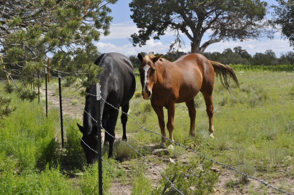 Photo of two horses